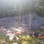 A Heal to Manifest ceremony - a group lying down outside
