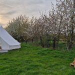 Bell tent and stack of wood with blossom trees